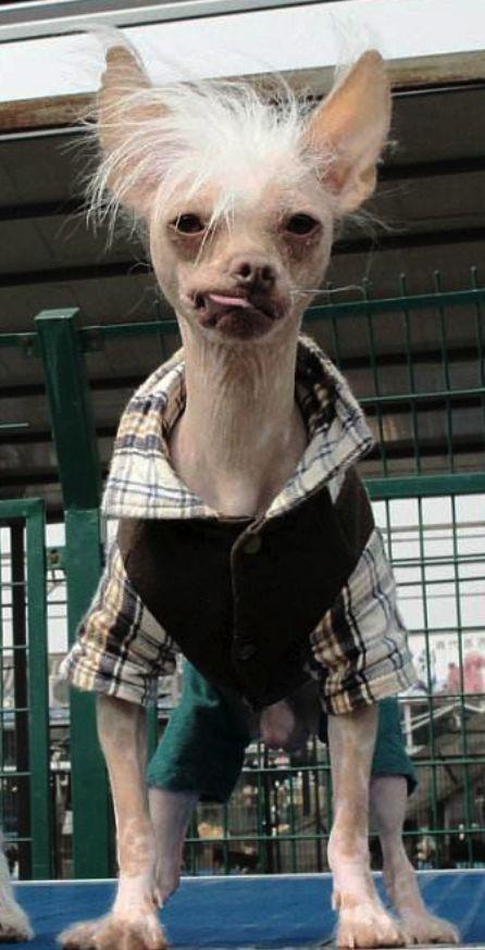 被网友戏称为世界上最丑的犬种中国冠毛犬很丑却很温柔