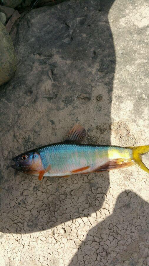 河道禁采砂后,一群桃花鱼迅速繁殖,数量极多,这是什么鱼?