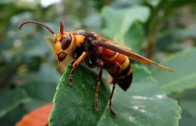 【警惕】被马蜂蛰了涂风油精会要命?这种