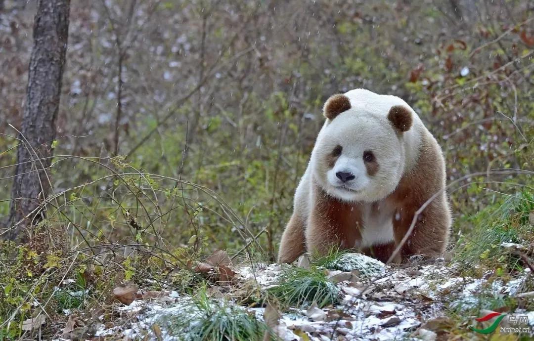 国宝大熊猫是四川省独有的物种吗?陕西省有大熊猫吗?快来了解!