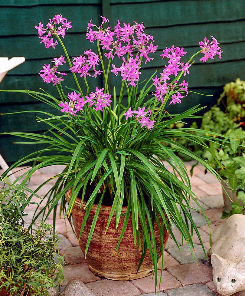 紫娇花种地里一开一大片还能养花盆却是散发韭菜味能炒着吃