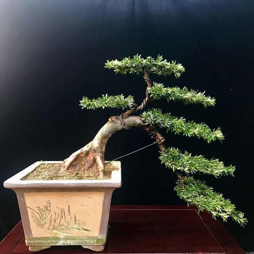 这3种盆景再贵也要养,极有价值|盆景|罗汉松|小叶紫檀_新浪新闻