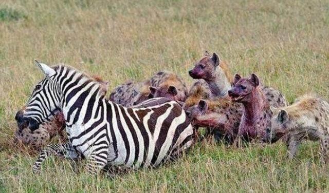 怀孕斑马惨遭鬣狗接生含泪求助摄影师摄影师却两腿一紧