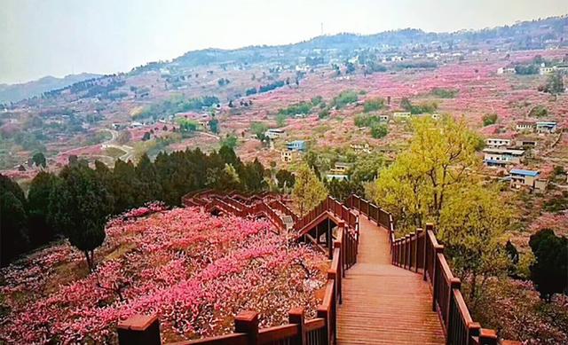 成都看桃花的绝佳之地每年花期漫山遍野1700万株桃花迎春怒放