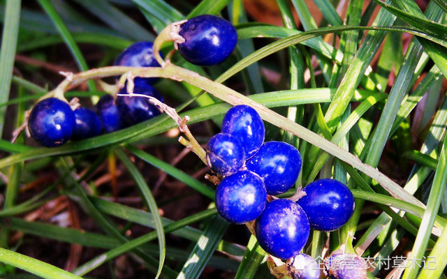 一种蓝果实的野草常被农民忽视殊不知根100元一斤