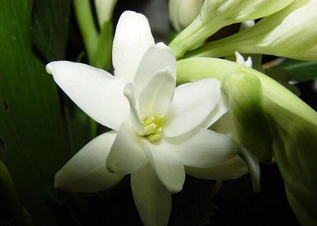 夜来香花色多样香气扑鼻,家里养几株,每天闻花香都神清气爽