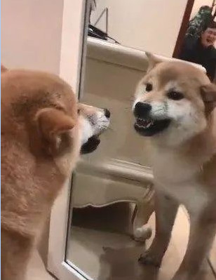 柴犬照镜子后开始龇牙咧嘴还和自己吵起来里面的家伙快出来