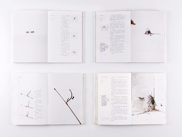 设计师朱赢椿我们走太快了以至于都发现不了脚下的生命