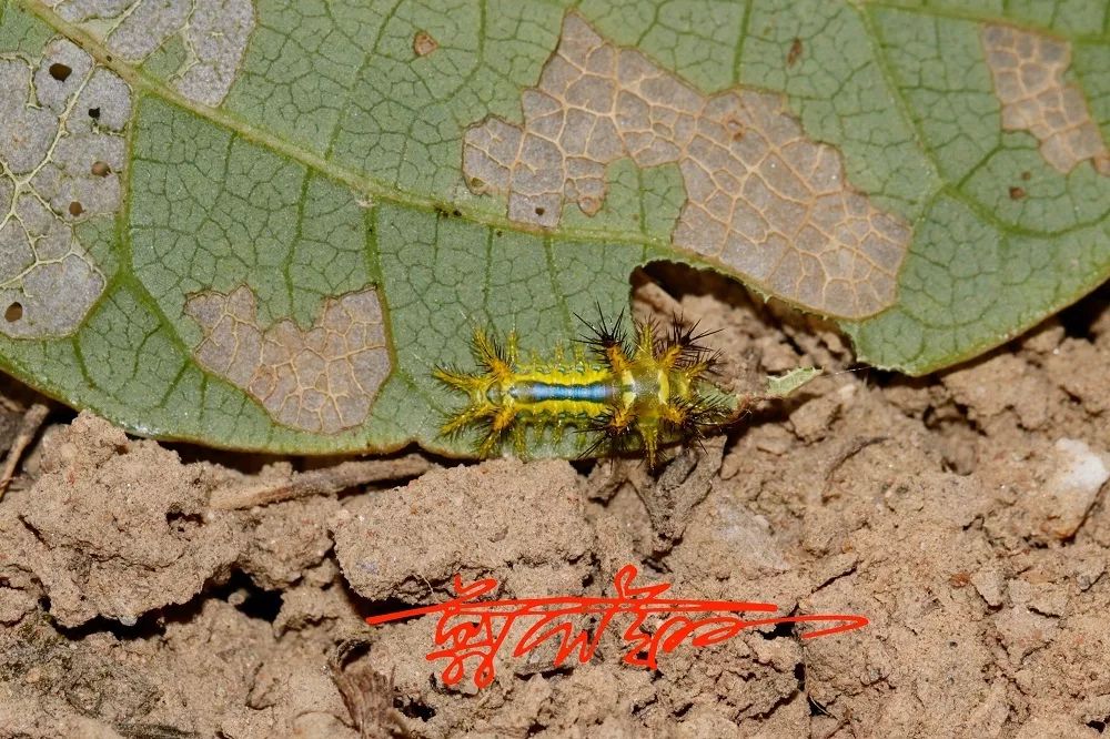 蜇人疼上天的毒虫子,居然还能吃!|日历|刺蛾|幼虫_新浪新闻