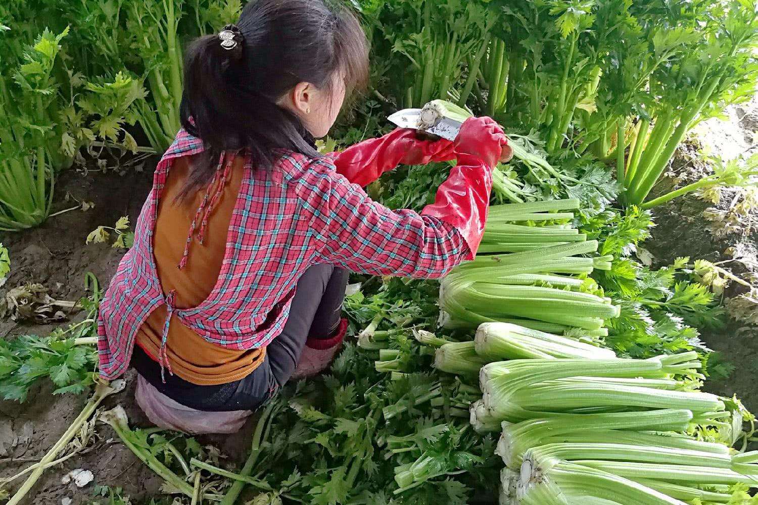 农村妇女承包土地还有特殊权益?有什么特别的,之前你都了解吗?