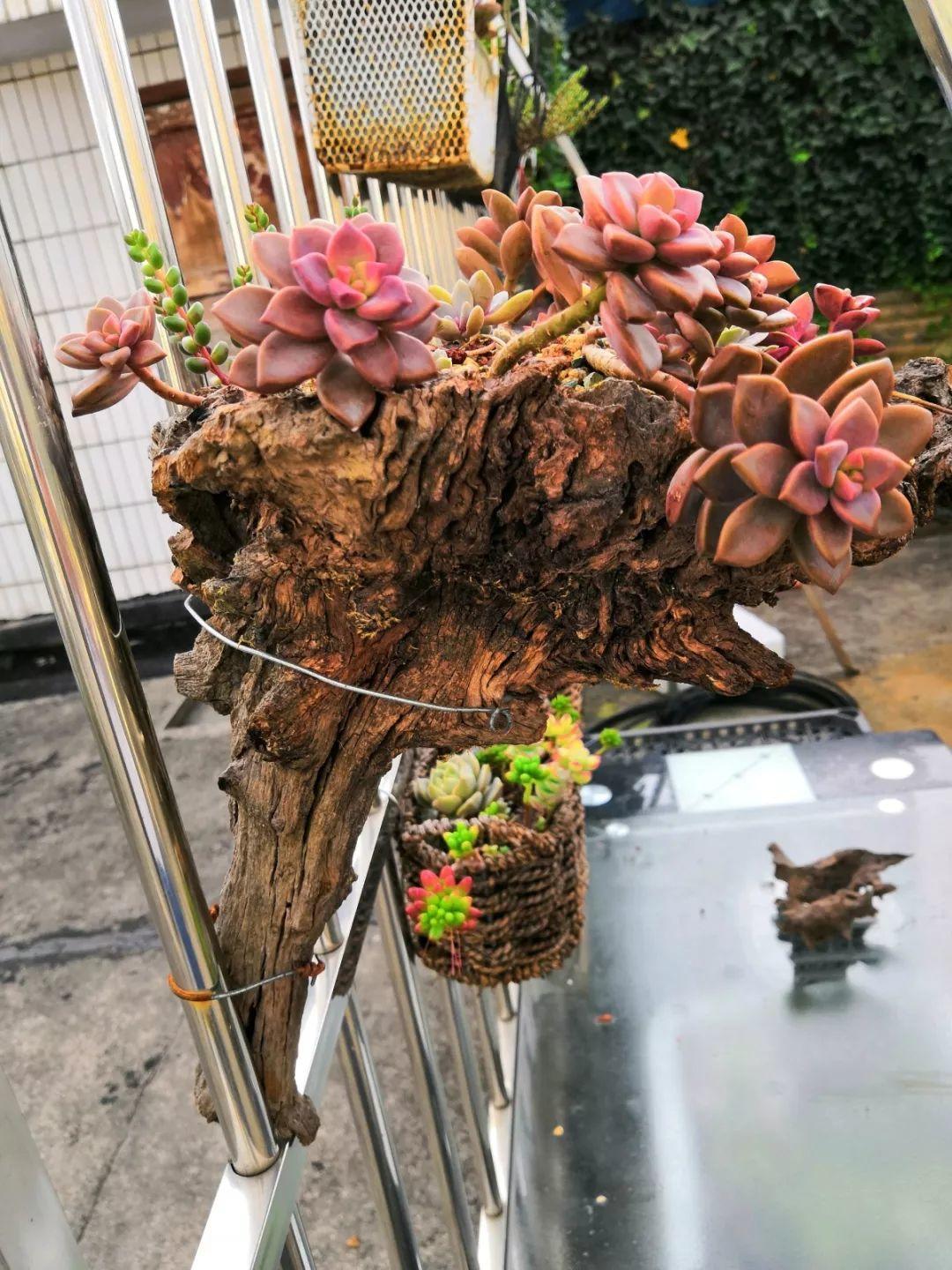 比花盆透气性好,多肉很快就服盆了,而且状态大不一样,从徒长到老桩