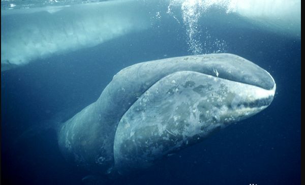 弓头鲸果然强大 90岁可生育 寿命远超人类|北极|寿命|露脊鲸_新浪新闻