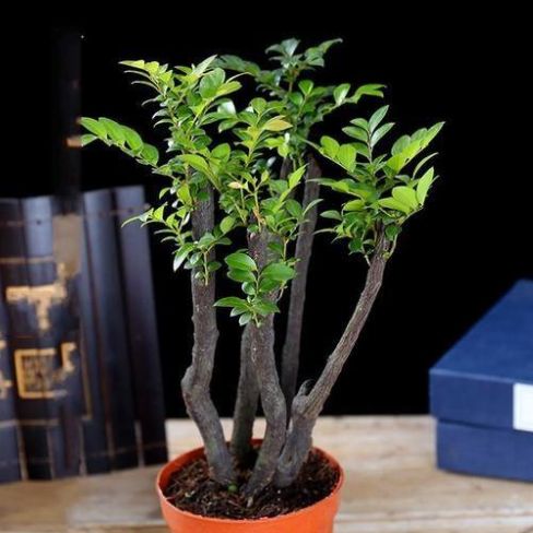 此款花卉,好养易爆盆,养在家里繁花似锦,清新脱俗,懒人最爱