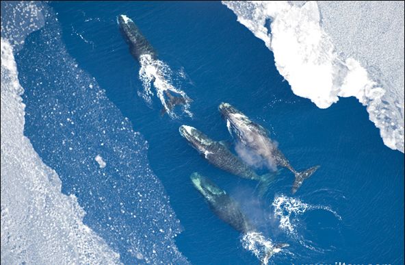 弓头鲸果然强大 90岁可生育 寿命远超人类|北极|寿命|露脊鲸_新浪新闻
