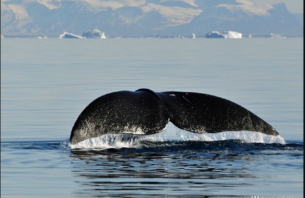 弓头鲸果然强大 90岁可生育 寿命远超人类|北极|寿命|露脊鲸_新浪新闻