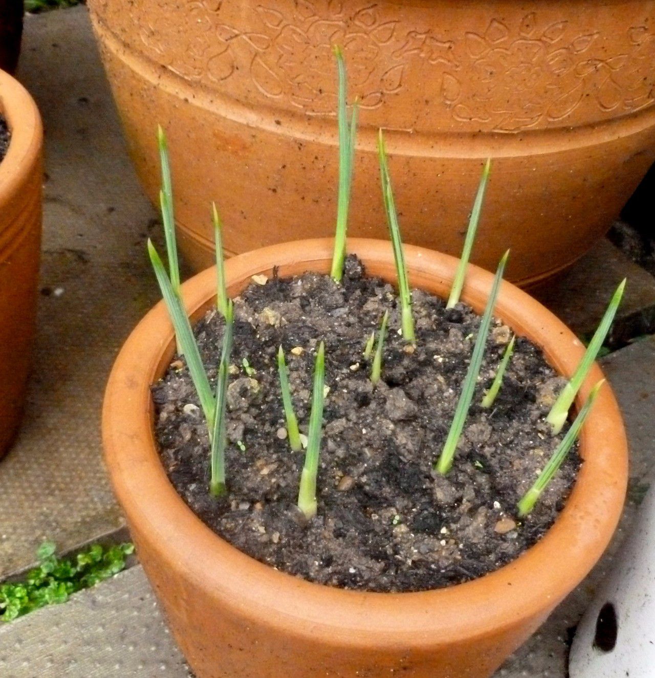 多个球种一个花盆,用陶盆养长得快,夏秋开花|唐菖蒲|球茎|土壤_新浪