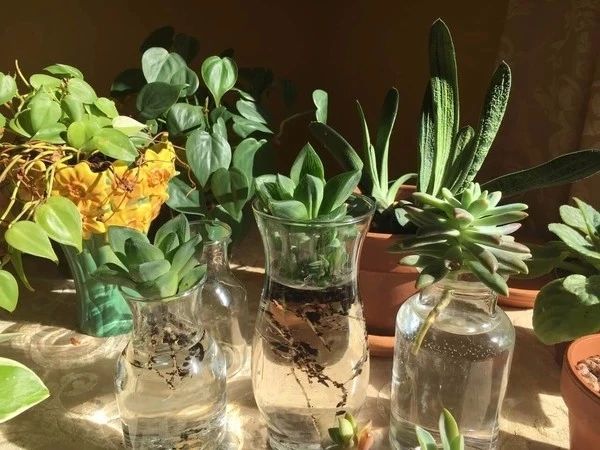 在水中培育多肉植物,生根特快,夏天也不会腐烂,特好养|多肉植物|水培