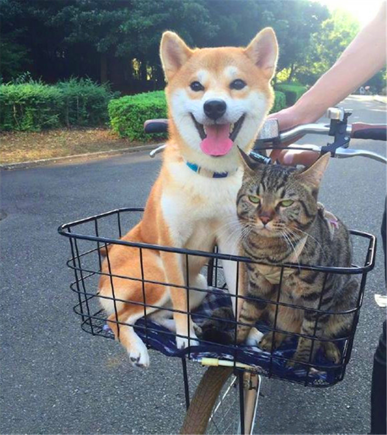 家里的猫咪和狗狗性格完全对立每次说兜风它俩表情精彩了