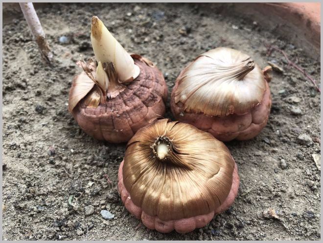 多个球种一个花盆,用陶盆养长得快,夏秋开花|唐菖蒲|球茎|土壤_新浪