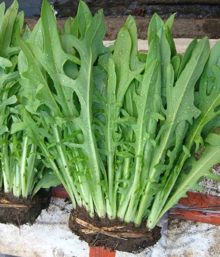 野苦麦菜能清热解毒预防上火更能消炎抗菌,预防一些常见疾病发生,因为