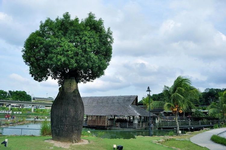 全世界最能贮水的树一棵大树能储两吨水可让一家四口饮用半年