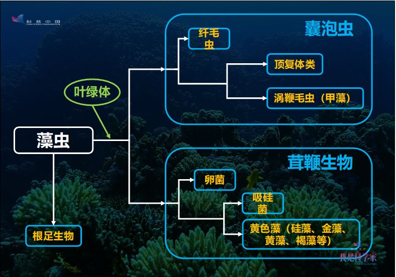 这得从演化开始说|刘夙|硅藻|演化|生物_新浪新闻