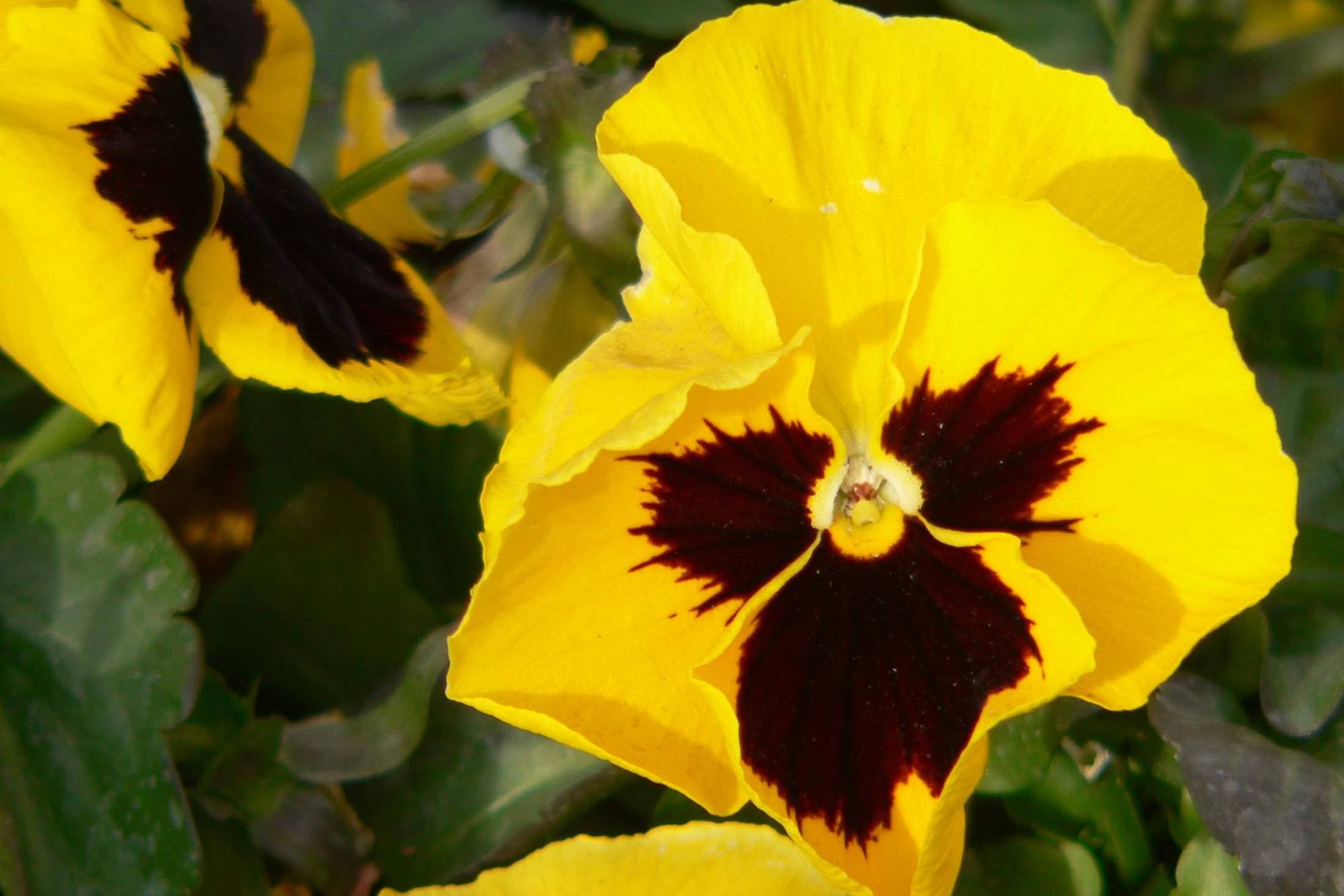 农村家庭喜欢在秋天种植"鬼脸花",种植简单,开花也很漂亮!