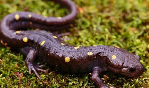 号称中国火龙的东方蝾螈实际上携带剧毒技能