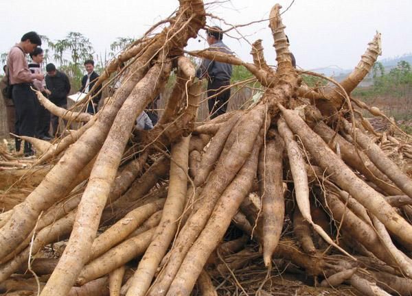 它是世界近六亿人的口粮,被誉为"生命之根"|木薯|口粮|食材_新浪新闻