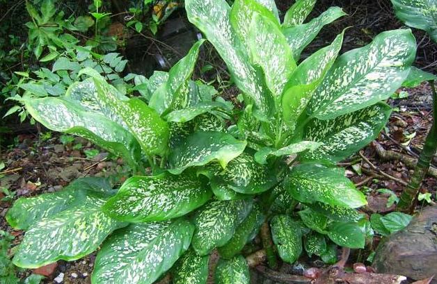 花叶万年青长得慢还黄叶试着把握好一些窍门盆盆油绿又旺盛