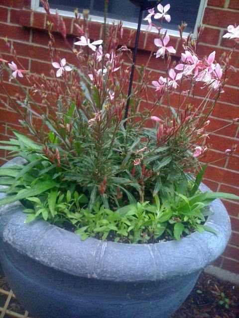 就能够重新孕育花朵,它的花期一般是在夏季,花期过后可进行适当修剪