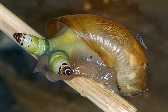 蜗牛被寄生虫控制变僵尸四处招摇只为快些被鸟儿吃掉
