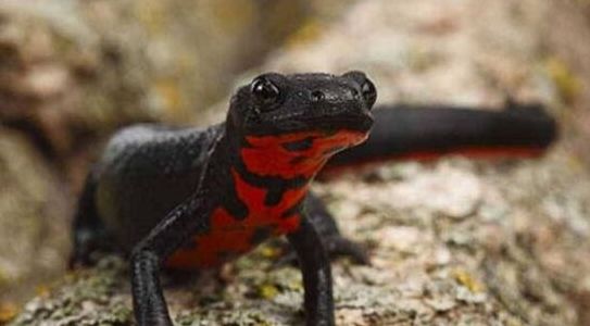 号称中国火龙的东方蝾螈实际上携带剧毒技能