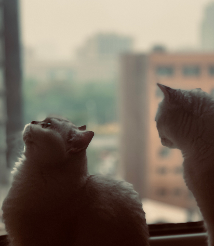 一个落雨天，李心如的两只猫望向窗外。