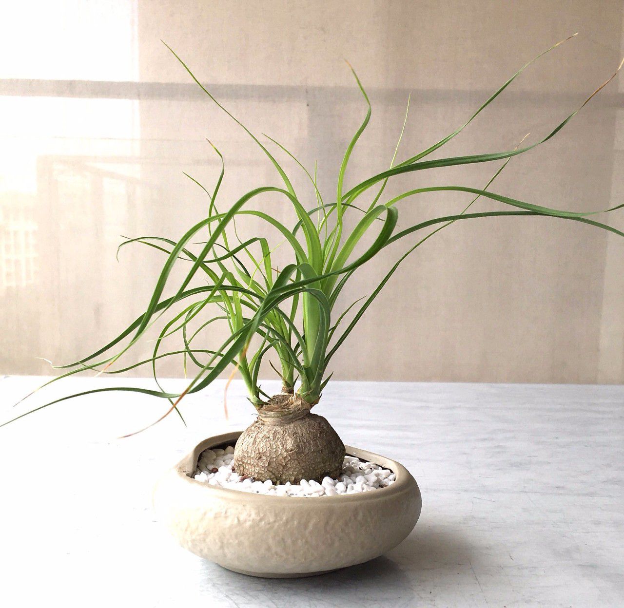 没想到酒瓶兰开花这么灿烂,养室内变观叶植物,大半年不浇水也行