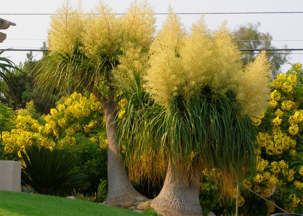 没想到酒瓶兰开花这么灿烂,养室内变观叶植物,大半年不浇水也行