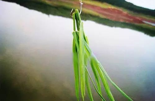 初秋野钓草鱼,这4个经验拿去用,一定小心切线折竿|草鱼|钓点|蛐蛐