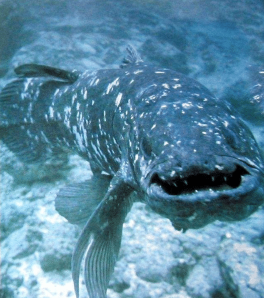 2,腔棘鱼这种马在地球上消失了1000多年,是古波斯王国的最爱.