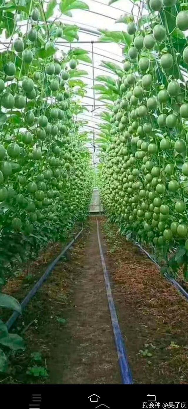 百香果每年种植的面积那么大产量还不高主要原因是这几点