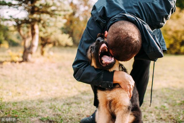 狗狗与主人的最后时刻,摄影师记录下的这组照片令人感慨万千