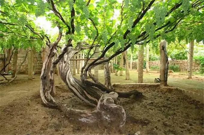 世界上最古老的葡萄树,已经活了176年了,却还能产7吨葡萄