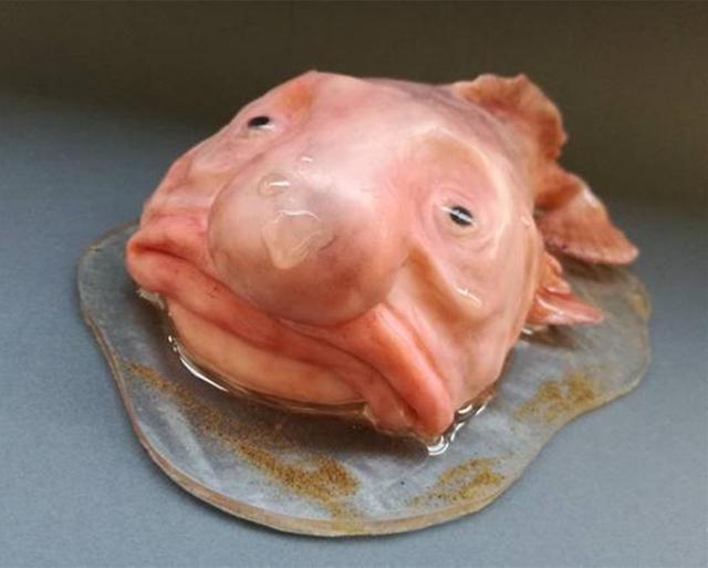 所以说很是奇葩了,不要看它这个样,它其实是一种最不怕寒冷的生物