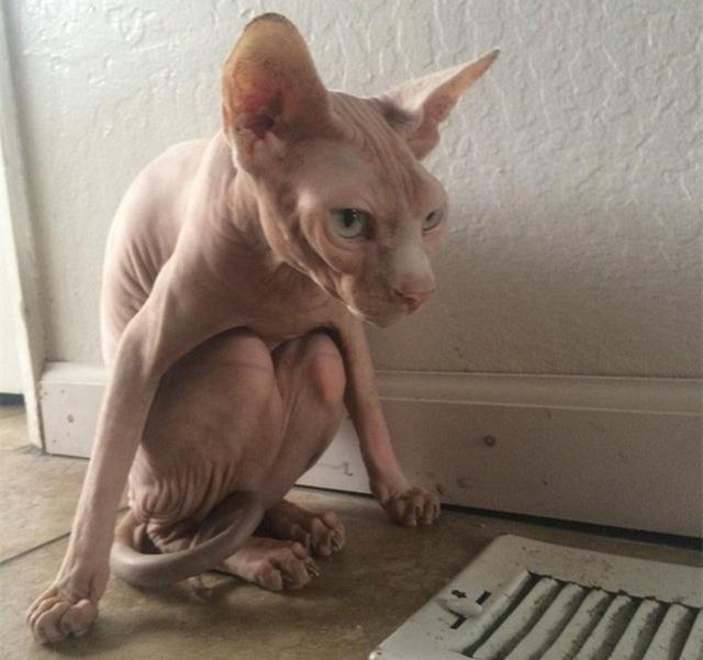 5种长相怪异的生物图4红脸加秃头越红越亮越有异性缘