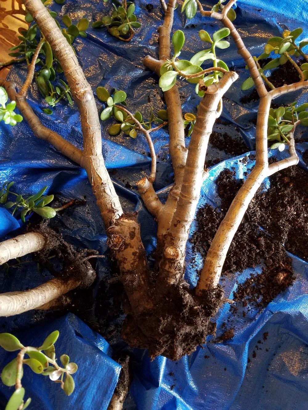 一气之下剪成几段,泡水里5天就生根|玉树|枝条|根系_新浪新闻