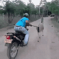 真不是碰瓷？你引擎盖上有鸟屎，大爷帮你擦擦！