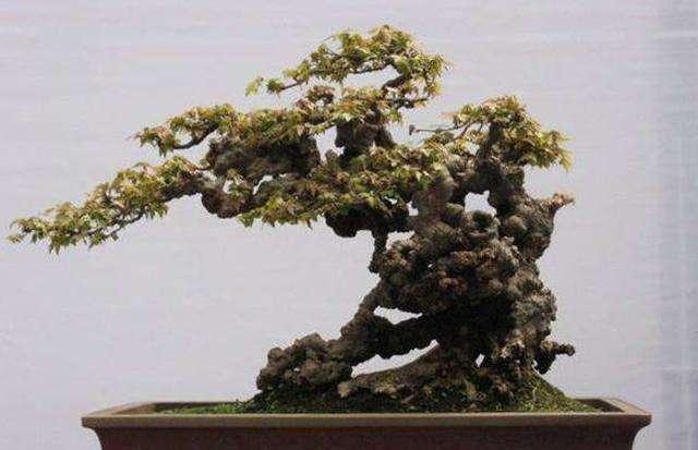 树桩盆景怎么提升价值?试试促老催古,看上去古老苍劲