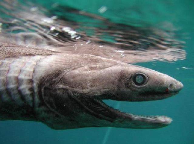 地球上最原始的鲨鱼之一性情凶猛拥有三百颗锋利牙齿