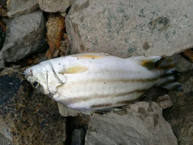 咸淡水交界处钓到一种叫唱歌婆的鱼不敢用手去碰