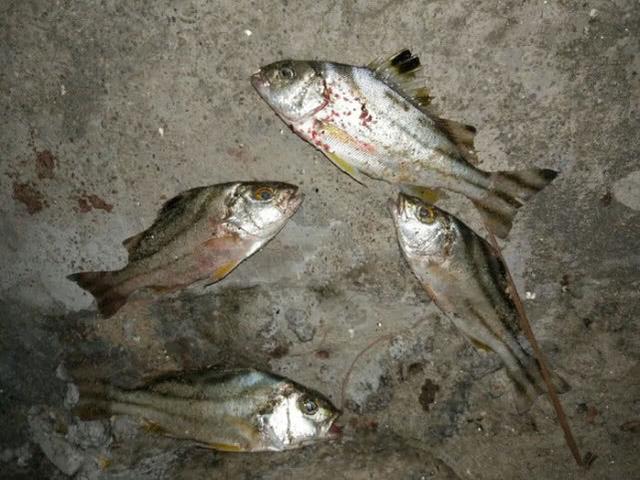 咸淡水交界处钓到一种叫唱歌婆的鱼不敢用手去碰