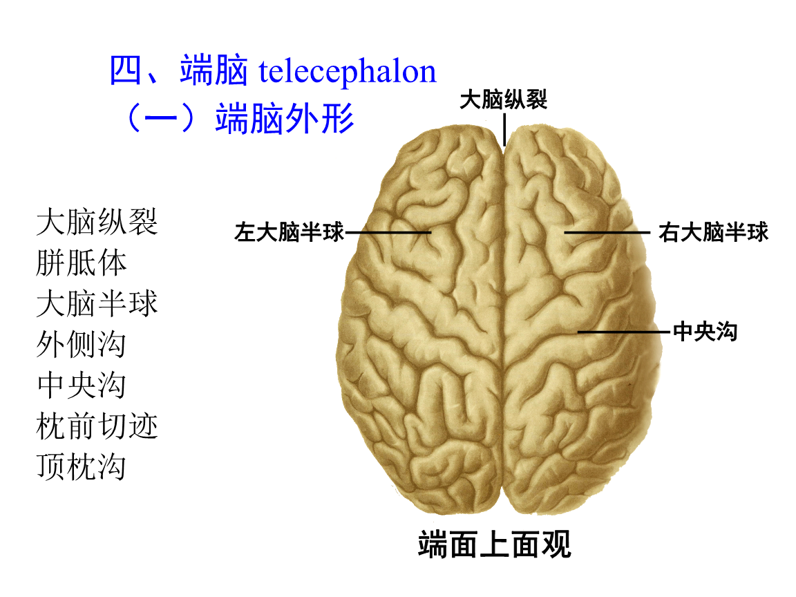 只有人类有左撇子,右撇子之分,你知道这是怎么产生的吗?